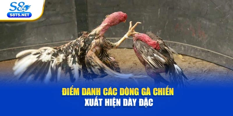 Điểm danh các dòng gà chiến xuất hiện dày đặc