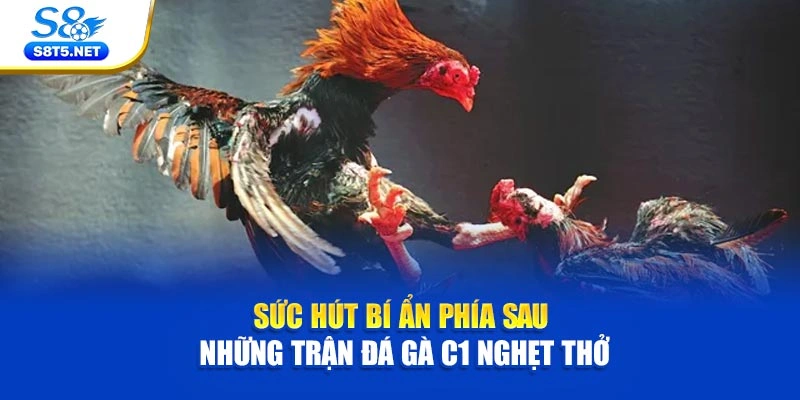 Sức hút bí ẩn phía sau những trận đá gà C1 nghẹt thở